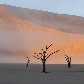 Matin brumeux à Deadvlei, dans le désert de Namibie sur Gunther Cleemput