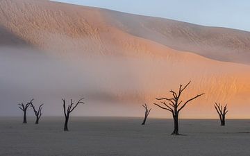 Mistige ochtend in Deadvlei, in de Namibwoestijn
