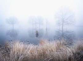 Trees in the mist with reflection in the water by Erwin Pilon