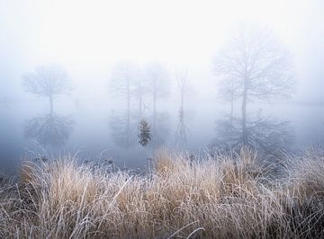 Trees in the mist with reflection in the water by Erwin Pilon