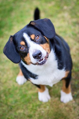 Entlebucher Sennenhond