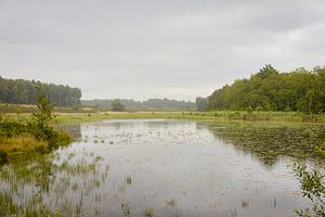 Teich Der Deutsche