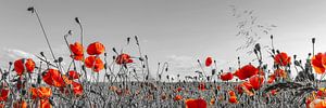 Champ de coquelicots | Panorama