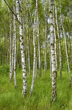 Birches by Violetta Honkisz