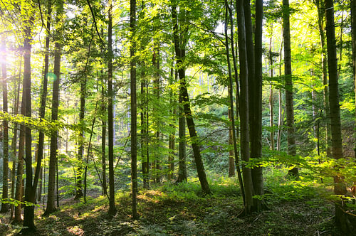 Morning light dances between the slender tree trunks.
