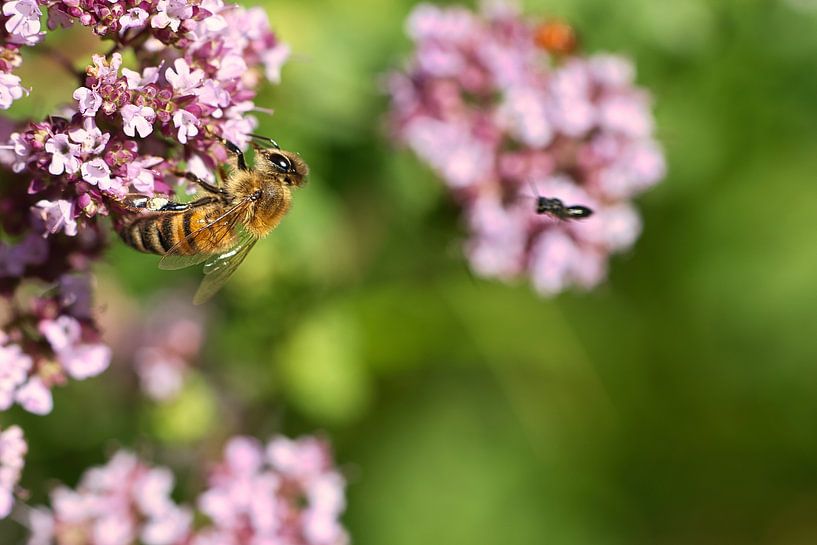 Abeille sur une fleur en train de récolter du nectar par Martin Köbsch