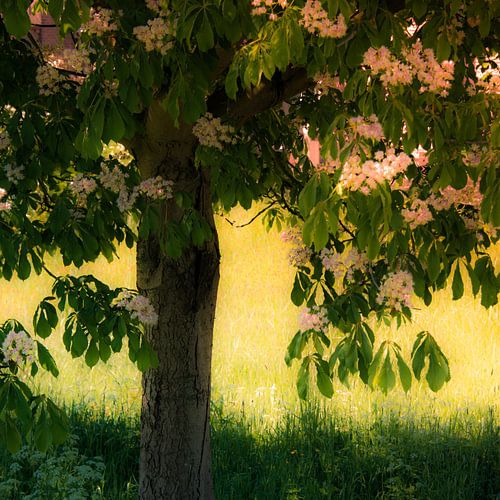 Bloesem aan een boom op een zonnige dag van Jille Zuidema
