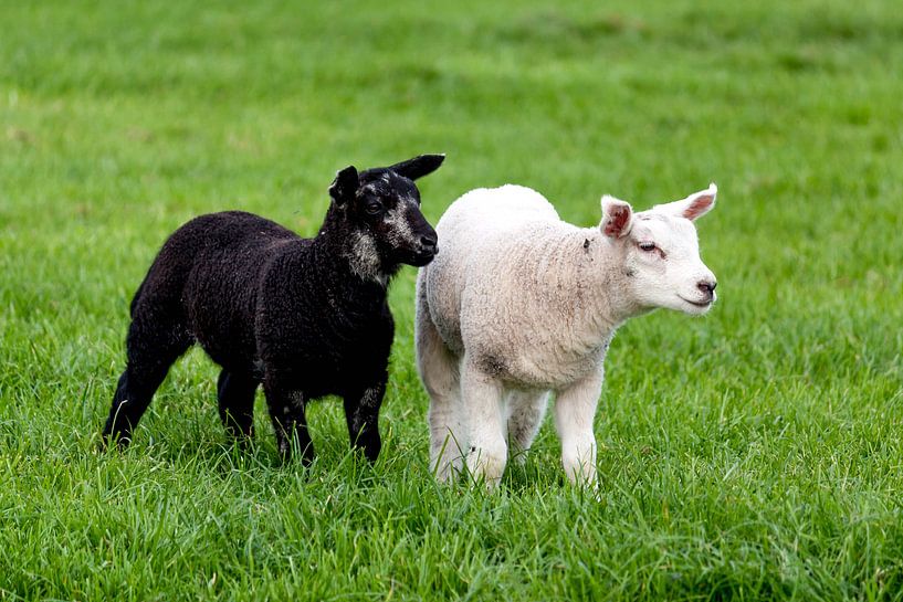 Familie by Stephan Neven