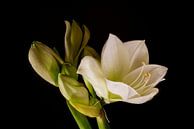 Amaryllis. 3. Fleurs par Alie Ekkelenkamp Aperçu