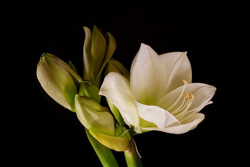 Amaryllis. 3. Bloemportret.