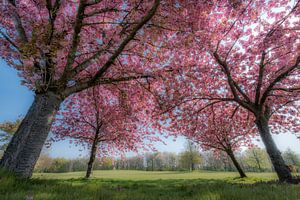 Sakura, fleur du Japon sur Moetwil en van Dijk - Fotografie