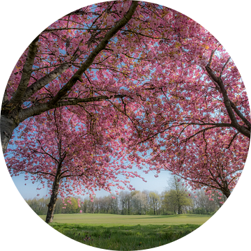 Sakura, Japanse bloesem van Moetwil en van Dijk - Fotografie