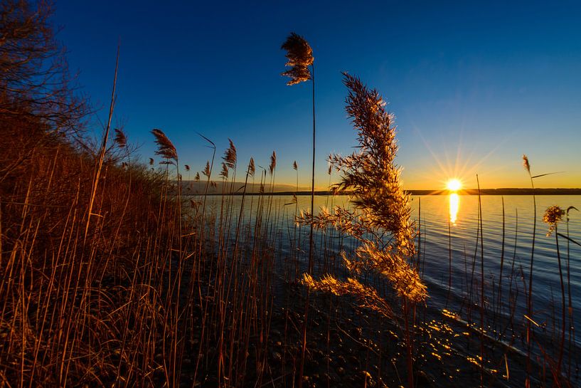 Schilfgras im Sonnenuntergang, Ammersee, Bayern, Deutschland * Reed at sunset, lake Ammersee, Bavari von Denis Feiner