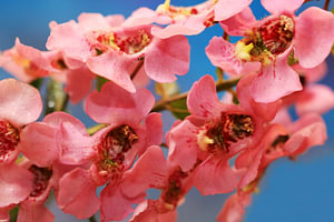 Roze Angelonia bloemen