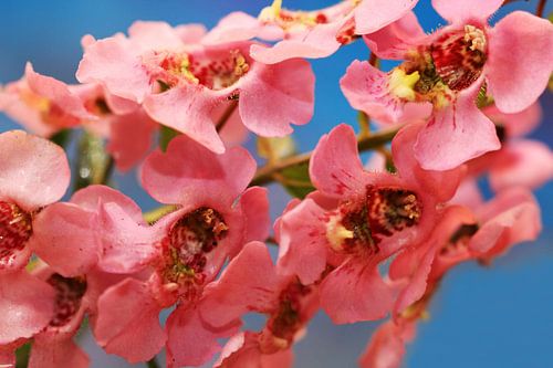 Roze Angelonia bloemen