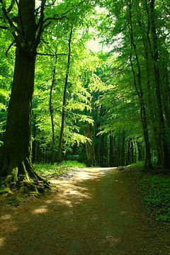 Clairière de forêt sur Ostsee Bilder