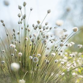Cotton grass in spring by Tanja Riedel