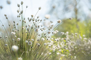 Wollgras im Frühling
