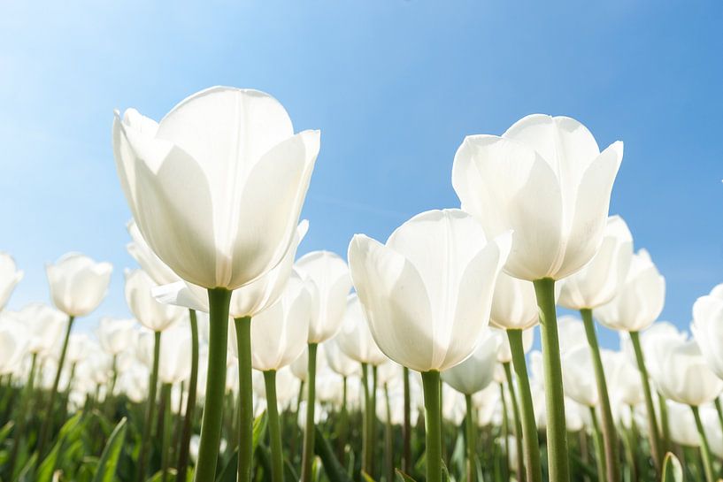 Sunny tulip field with white tulips by Fotografiecor .nl