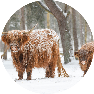 Portret van een Schotse hooglander koe met kalf in de sneeuw van Sjoerd van der Wal Fotografie