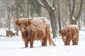 Portret van een Schotse hooglander koe met kalf in de sneeuw van Sjoerd van der Wal