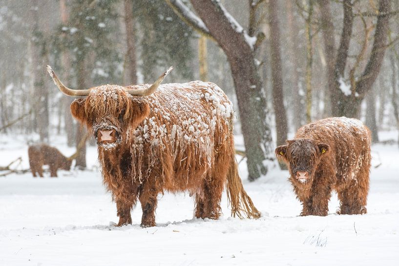 Porträt einer schottischen Hochlandrinderkuh und eines Kalbes im Schnee von Sjoerd van der Wal Fotografie