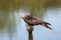 Red kite