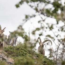 Alpine Ibex, Alpine Ibex van Dominik Imhof