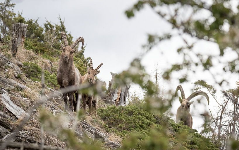 Alpine ibex, Alpine Ibex by Dominik Imhof