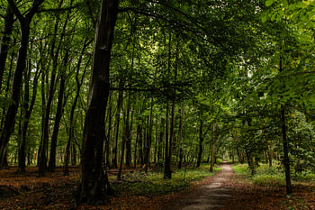 Sentier forestier à Oostvoorne