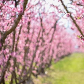 Perzikbloesempad in Veria van Ingrid de Vos - Boom