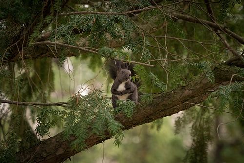 A squirrel sits in a tree in Jena, Germany