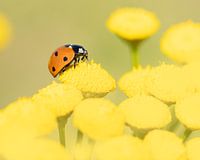 Lieveheersbeestje op geel boerenwormkruid