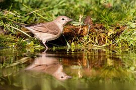Garden warbler (Sylvia borin)