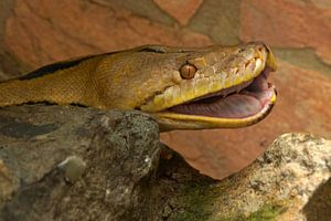 Gitterpython Caramel