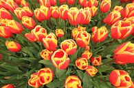 Red and Yellow tulips van Marcel van Rijn thumbnail