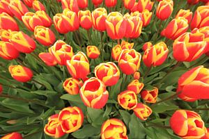 Red and Yellow tulips sur Marcel van Rijn