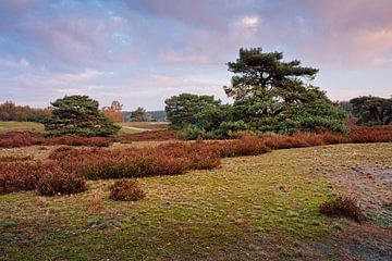 Lever de soleil @ Brunssummerheide sur Rob Boon