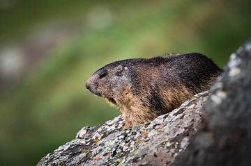 Marmot op de uitkijk van Thymen van Schaik