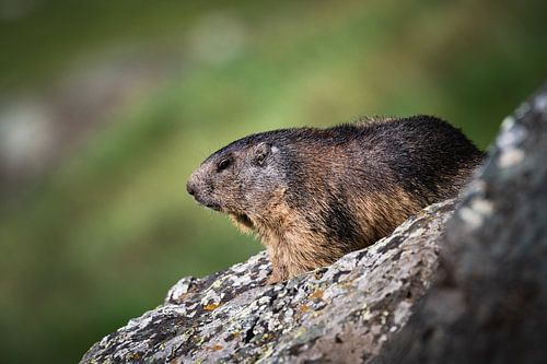La marmotte à l'affût