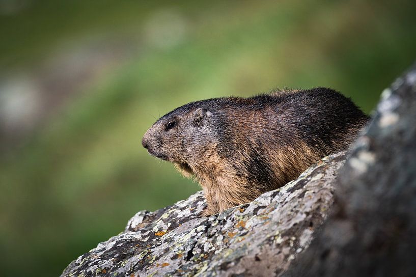 Marmot on the lookout by Thymen van Schaik