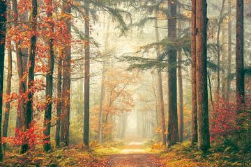 Oú est le petit Chaperon Rouge II van Lars van de Goor