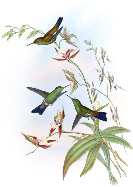 Érythronote de Felicia, John Gould par Hummingbirds