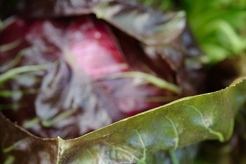 Radicchio-Blatt