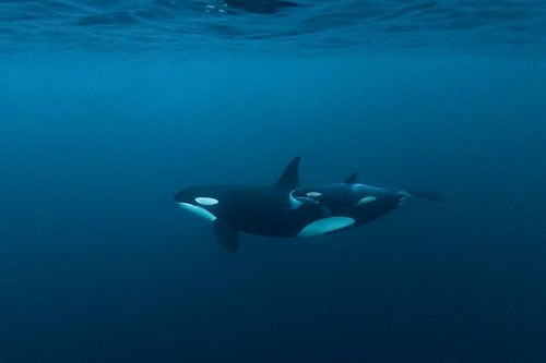 Orca mother and calf