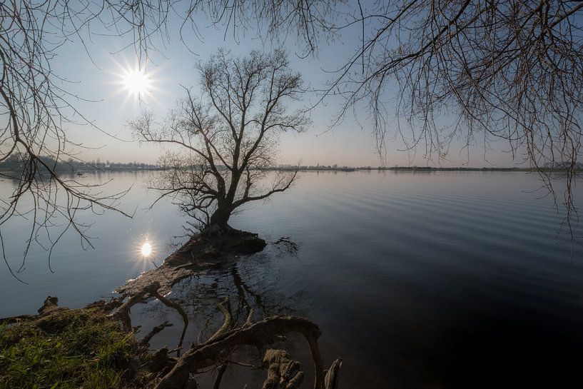Boomwortels by Moetwil en van Dijk - Fotografie