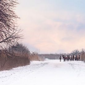 Edelherten in sneeuw Oostvaardersplassen van Elske Hazenberg