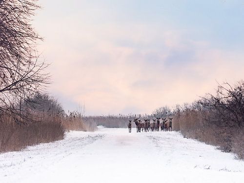 Rotwild im Schnee auf den Oostvaardersplassen