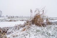 Polderlandschaft im Winter von Rossum-Fotografie Miniaturansicht