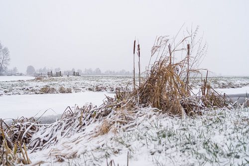 Polderlandschap in de Winter